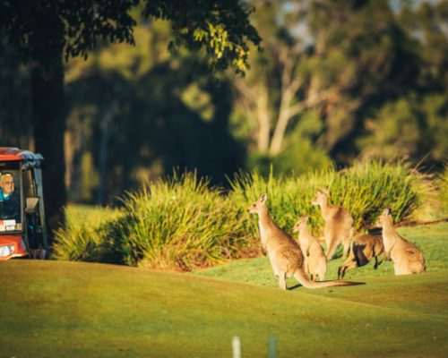 kangaroos-on-golf-course-(2)