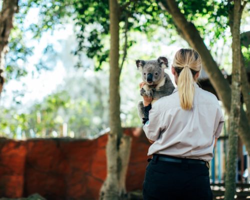 koala-with-handler-at-dreamworld-corroboree-(1)